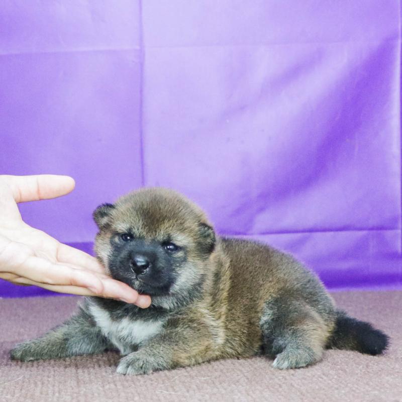 販売中の愛知県の柴犬-409015の2枚目